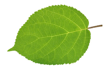 Wall Mural - green summer leaf is a hydrangea garden plant isolated