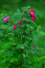 a wild bush with bright pink rose hips. blooming in the forest. vertical photo.
