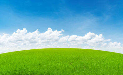 rice field blue sky with clouds