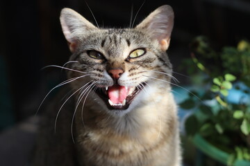 Wall Mural - portrait of a cat