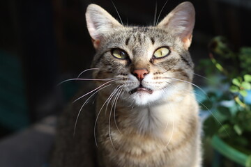 Wall Mural - portrait of a cat