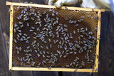 Pszczelarstwo, ramka z miodem i pszczołami wyciągnięta z ula przez pszczelarza 