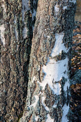 Wall Mural - Birch tree and foliage in autumn colors