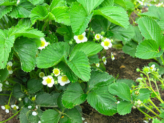 strawberry bushes bloom on the beds in summer