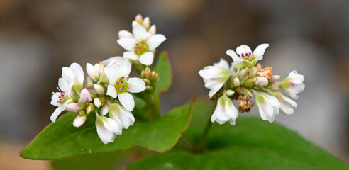 Canvas Print - Echter Buchweizen // Common buckwheat (Fagopyrum esculentum)