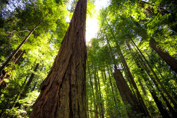 Sunset Views in the Founders Redwood Grove, Humbolt Redwoods State Park, California