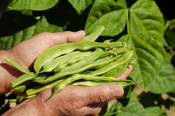 Picking green beans.