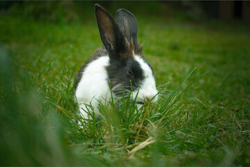 rabbit on grass