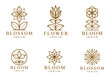 Geometric linear style vector flower logos or emblems set, sacred geometry floral symbols line drawing emblems collection, blossoming flower hotel or boutique or jewelry logotypes.
