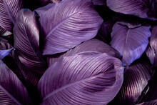 Full Frame Of Purple Leaves Texture Background. Tropical Leaf
