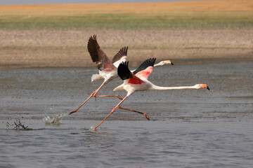 Wall Mural - greater flamingoes, phoenicopterus roseus take-off in a perfect synchronisation, bhigwan, maharashtr