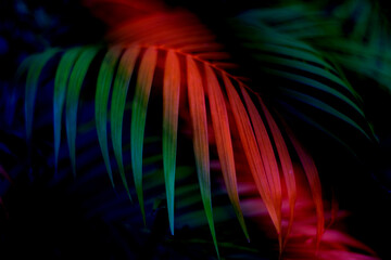 Poster - colorful tropical palm leaf with shadow on white wall