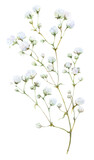 Fototapeta Do akwarium - A gypsophila branch hand drawn in watercolor isolated on a white background. Watercolor illustration. Floral watercolor element.
