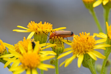 Sticker - Variabler Weichkäfer // soldier beetle (Cantharis livida)