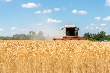 Scenic front view Big modern industrial combine harvester machine reaping gather golden ripe wheat cereal field meadow on bright summer day. Agricultural yellow field machinery landscape background