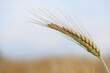 Ear spike of barley in agricultural field in summer