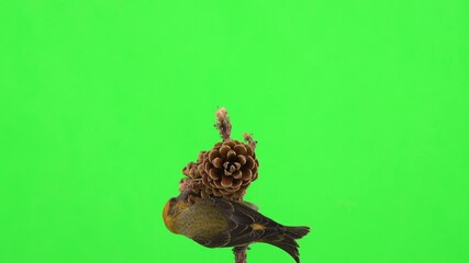 Canvas Print - male red crossbill and female yellow crossbill fighting for food on a branch with cones on green screen, natural sound