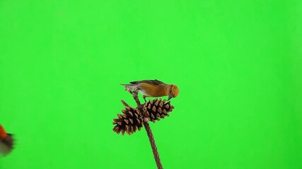 Canvas Print - female yellow crossbill  sit on a pine cone, and male red crossbill flies over her on a green screen. slow motion