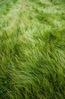 Green grass background. Sunny summer day