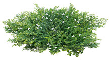 Cut Out Bush. Green Foliage Isolated On White Background. Plants For Garden Design Or Landscaping. High Quality Clipping Mask.