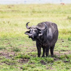 Wall Mural - Muddy Cape buffalo in the Masai Mara, Kenya