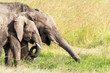 © Rixie - African elephants grazing on the lush grass of the Masai Mara, Kenya
