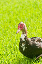 Front View, Medium Distance Of A Muscovy Duck Walking On A Grassy, Tropical, Lake Shore