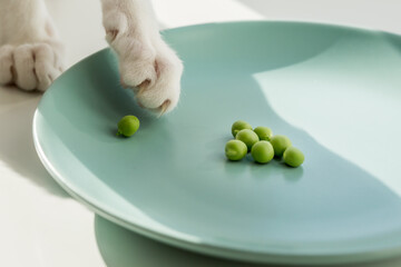 White cat paw touching green raw sweet pea. Healthy vegan food.