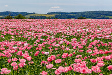 Flowers Of An Opium Poppy Field 