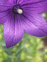 Close Up Of Purple Balloon Flower With Blurry Background.