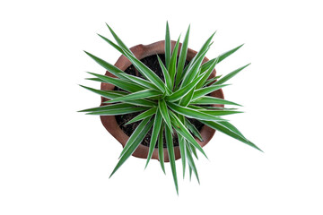 Top view of young Spider Plant or Chlorophytum bichetii (Karrer) Backer plant is growing in brown pot isolated on white background included clipping path.