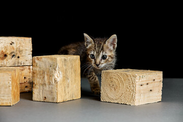 baby kitten playing with wooden cubes on a dark background