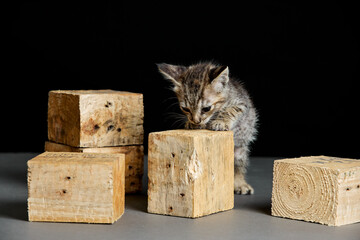 baby kitten playing with wooden cubes on a dark background