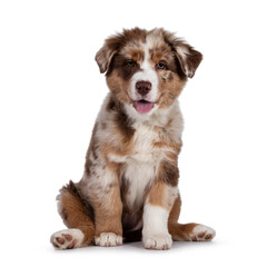 Leinwandbilder - Cute red merle white with tan Australian Shepherd aka Aussie dog pup, sitting on ass facing front. Looking towards camera, tongue out. Isolated on a white background.
