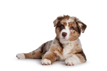 Leinwandbilder - Cute red merle white with tan Australian Shepherd aka Aussie dog pup, laying down side ways. Looking towards camera, mouth closed. Isolated on a white background.