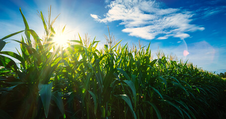 Maize or corn on agricultural field with sunshine on blue sky