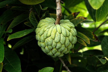 Wall Mural - Custard apple (fruit) or Sugar apples on the tree branch in the garden, India.