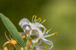 Close up shot of Honey Suckle Jasmine flowers