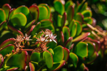 Green natural background