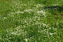 A lawn with creeping white clover (Trifolium repens) in bloom on a sunny summer day.