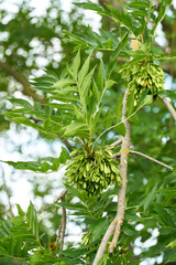 Fruchtstand mit Samen einer gemeinen Esche (Fraxinus excelsior) im Sommer in einem Park in Deutschland