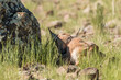 Pronghorn fawn in hiding