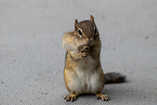 Chipmunk With Peanut In Mouth