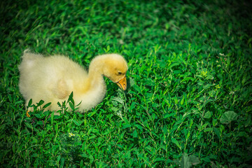 a small yellow goose on the green juicy grass