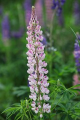 Wall Mural - Pink Lupinus Polyphyllus also called Large-Leaved Lupin or Garden Lupin in Czech Nature. Wildflower, Herbaceous Plant, Flowering Plant.