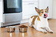 The dog sits near a bowl of food and licks its tongue, near a bowl of dry food at home.
