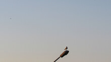 A Seagull Sitting On A Street Lamp