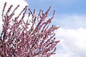 Wall Mural - Spring cherry blossoms on blue background. Pink  blossom against blue sky. blooming tree. Sunny day. Spring flowers.