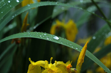 Green large leaves covered with water feces, after rain, on a blurred green nature background 