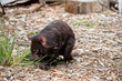 the Tasmanian Devil is digging up some food